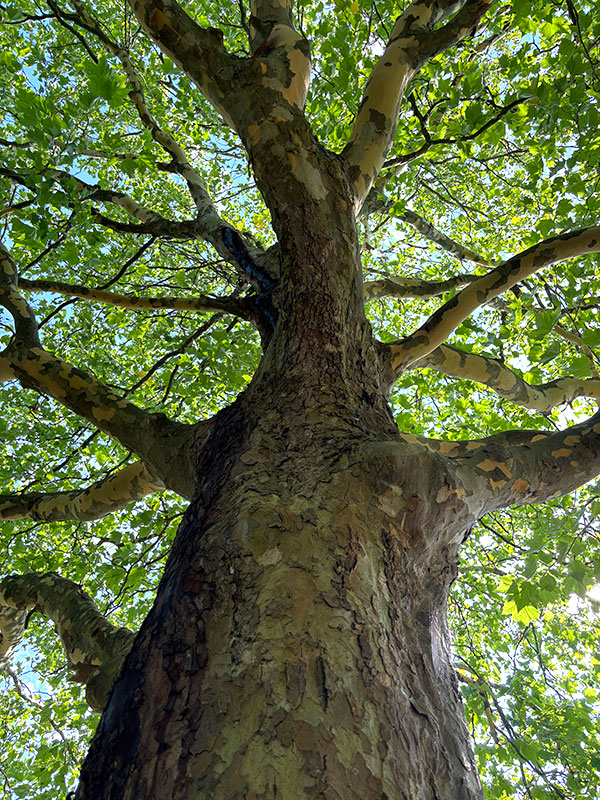 ”Gå ud og gå en tur“ – på kirkegården med dit barn