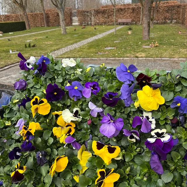Stedmoderblomster